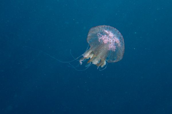 Pelagie  Pelagia noctiluca